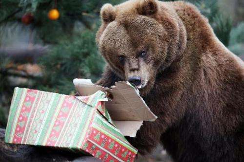 A Kamchatka brown bear opens a Christmas parcel in its enclosure at the Tierpark Hagenbeck zoo in Hamburg, northern Germany on N