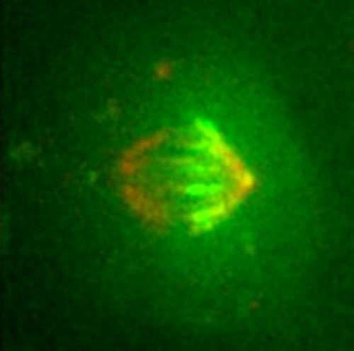 A key component of cell division comes to light