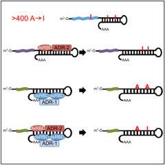 A key facilitator of mRNA editing uncovered by IU researchers