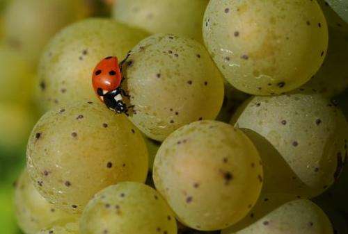 A ladybird sits on a grape on September 24, 2013 in Boeddiger, Germany