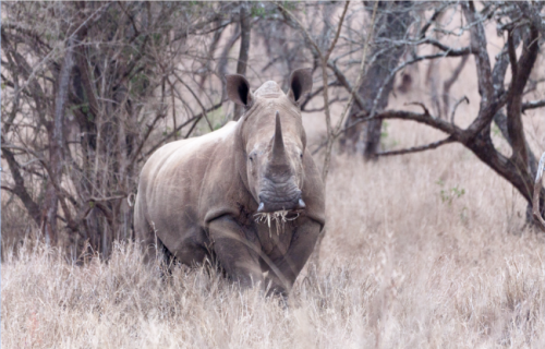 A legal trade in horn would improve rhino protection and help sustainable development