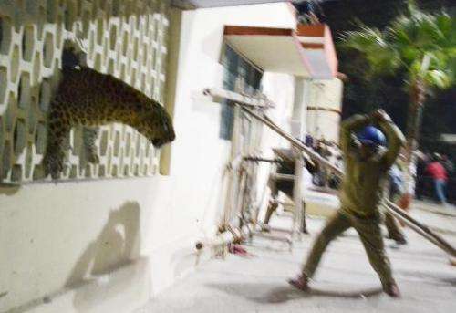 A leopard squeezes through a hole in the wall of the Meerut Cantonment Hospital as an official approaches in Meerut, northeast o