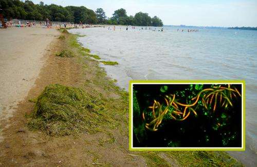 Algae blooms act as bodyguards for bacteria in Great Lakes