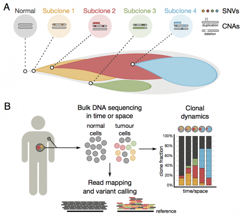 Algorithm reconstructs lineages of competing cancer cells within individual tumours