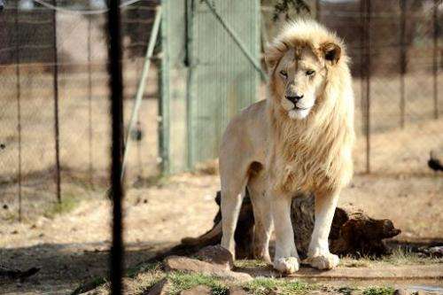 A lion bred for commercial use is pictured on August 3, 2012 in Wolmaransstad, South Africa