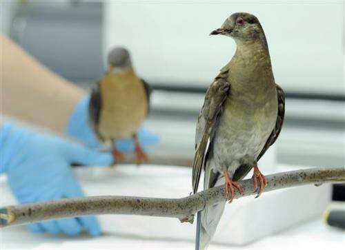 All gone: How erasing billions of birds shocked us