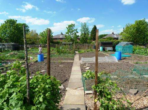 Allotments yield food and healthy soil, study finds