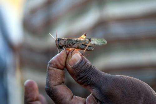 A locust plague is threatening the crops of 13 million farmers in Madagascar