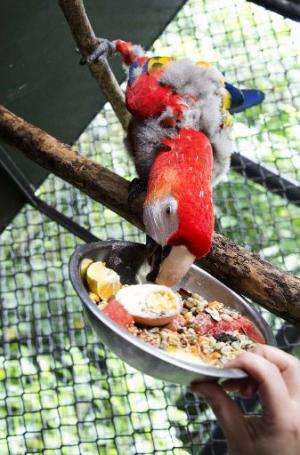 A macaw eats at the Simon Bolivar Zoo's veterinary surgery,  in San Jose on August 28, 2014, Costa Rica