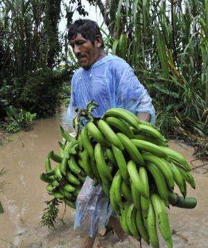 A man collects bananas from a flooded plantation in Puerto Yumani, 15 km from Rurrenabaque, northeast Bolivia on February 4, 201