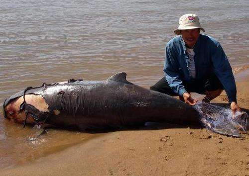 A man is seen handling a net tangled on the tail of a dead dolphin, along the Mekong river, in Kratie province, some 300 km nort