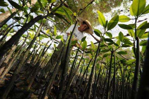 A man works with mangrove saplings to be used in the Tagum city mangrove reforestation program in the southern Philippines islan