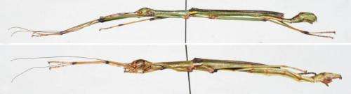 A master of disguise: A new stick insect species from China