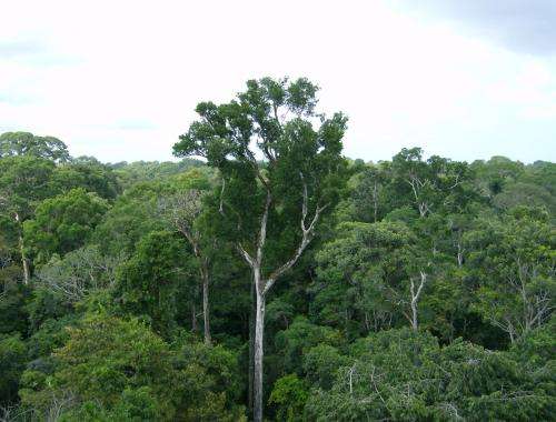 Amazon Inhales More Carbon than It Emits, NASA Finds