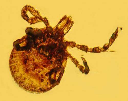 Amber discovery indicates Lyme disease is older than human race