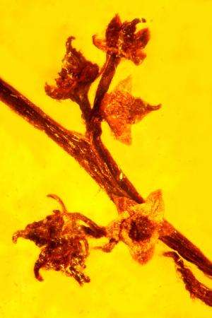 Amber fossil reveals ancient reproduction in flowering plants