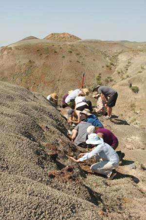 A McGill field crew collects fossils as part of a field course in Grasslands National. Credit: Hans Larsson/Emily Bamfort