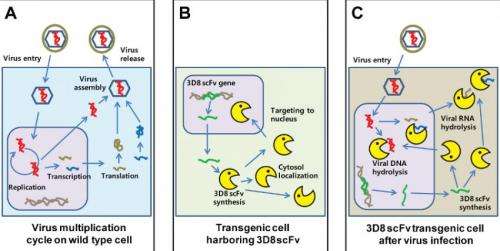A mini-antibody with broad antiviral activity chews up viral DNA and RNA