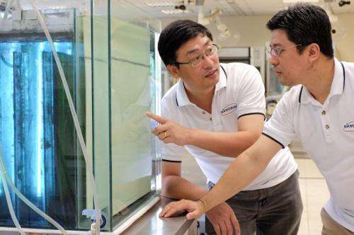 &amp;#8203;NTU spin-off achieves breakthrough with innovative multifunction membranes