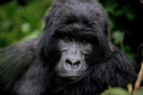 An adult male gorilla sits in a clearing in the Virunga National Park in the Democratic Republic of the Congo on November 28, 20