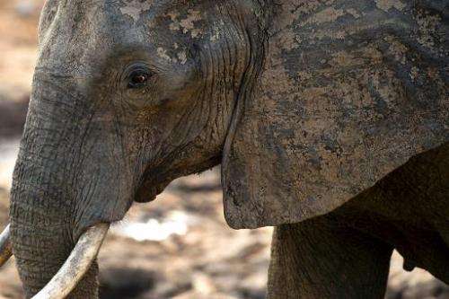 An African elephant is pictured on November 17, 2012 in Hwange National Park in Zimbabwe