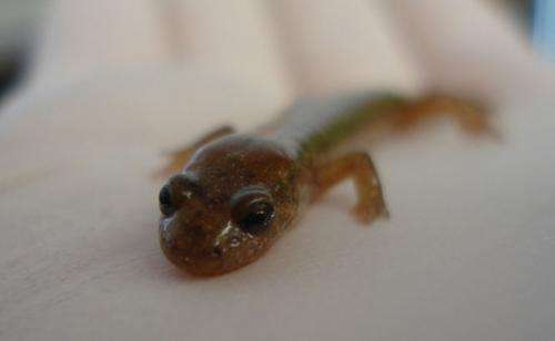 Analysis of salamander jump reveals an unexpected twist