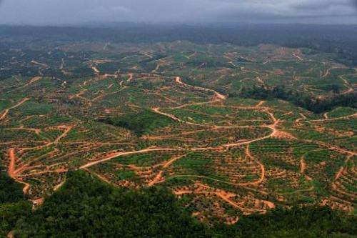 An ariel view shows swathes of cleared trees in a forest on Indonesia's Borneo Island on February 24, 2014