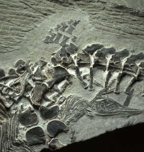 Ancient reptile birth preserved in fossil