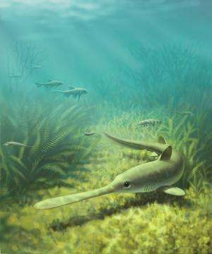 Ancient sharks reared young in prehistoric river-delta nursery