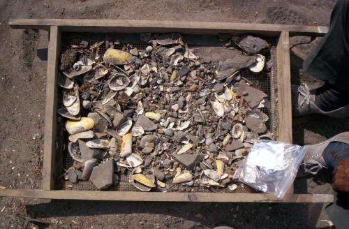 Ancient shellfish remains rewrite 10,000-year history of El Nino cycles