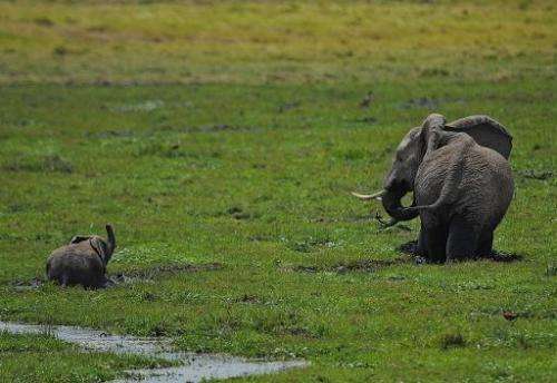 An elephant and its calf graze on October 8, 2013 at Amboseli National Park, approximately 220 kms southeast of Nairobi