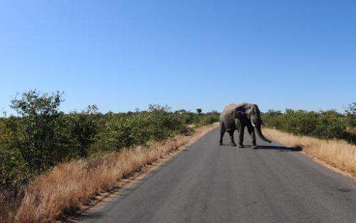 An elephant crosses the main road on June 22, 2010 at Kruger National Park