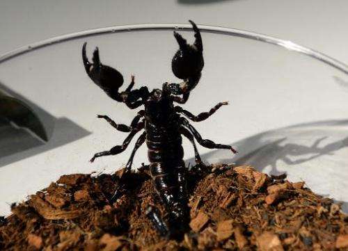 An Emperor scorpion wants out of a bowl during a media preview for &quot;Spiders Alive&quot; July 1, 2014 at the American Museum