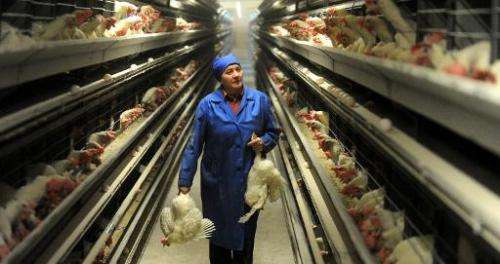 An employee carries hens at a poultry farm in the Belarus village of Dubovliany  on January 29, 2014