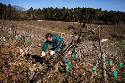 An employee works on vines at Emmanuel Giboulot's domain on February 24, 2014 in Beaune
