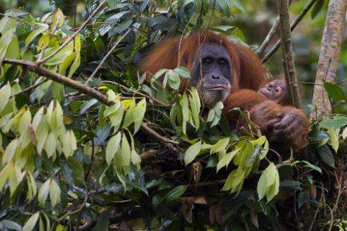 An endangered Sumatran orangutan cradles her baby in the Leuser National Park, but environmental activists fear ape habitats are