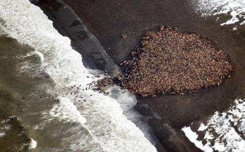 An estimated 35,000 walruses gather on shore about 8 km north of Point Lay, Alaska, on September 23, 2014