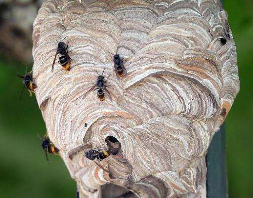 A nest of Asian hornets is seen in Saint-Paul-les-Dax, southwestern France, on August 5, 2014