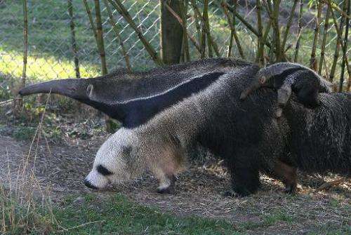 A newborn giant anteater rides on the back of his mom at the San Francisco Zoo on January 20, 2011 in San Francisco, California
