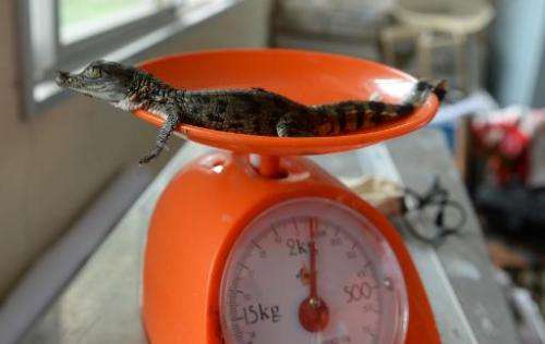 A newly-hatched freshwater crocodile being weighed at a crocodile farm in Puerto Princesa, Palawan island on June 6, 2014