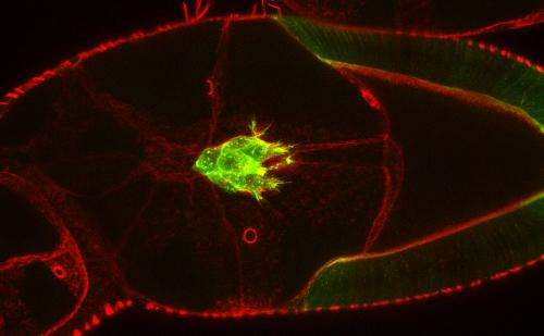 A new mechanism affecting cell migration found