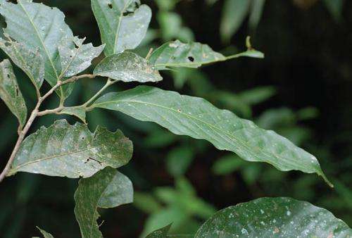 A new species of Oak hidden away in the greenery of Ton Pariwat Wildlife Sanctuary