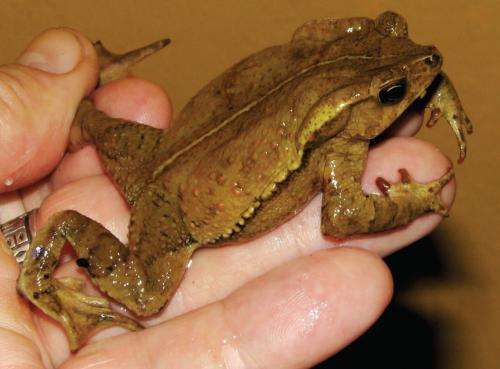A new toad from the 'warm valleys' of Peruvian Andes
