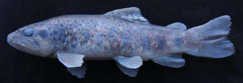 A new trout species described from the Alak&amp;#305;r Stream in Antalya, Turkey