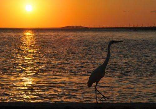 An Ibis is silhouetted as the sun sets in Marathon, Florida in the Florida Keys on February 20, 2011