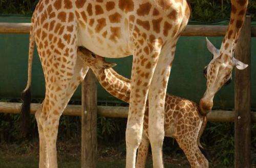 A Niger giraffe named Houbou feeds her baby on August 24, 2005 at the Zoo des Sables d'Olonne in France