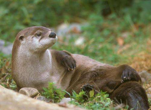 Animal forensics, DNA used to estimate river otter population