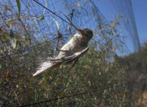 An olivaceous warbler is seen being caught in a mist net, in the Famagusta district of Cyprus, on April 16, 2014