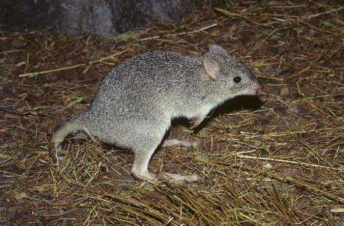A northern bettong.  Australia's big kangaroos are thriving, but wildlife campaigners hold fears for their smaller cousins