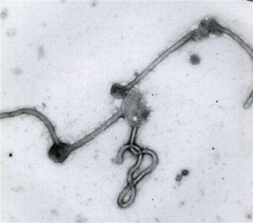 Another Ebola problem: Finding its natural source